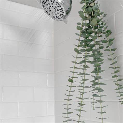Eucalyptus Bundle