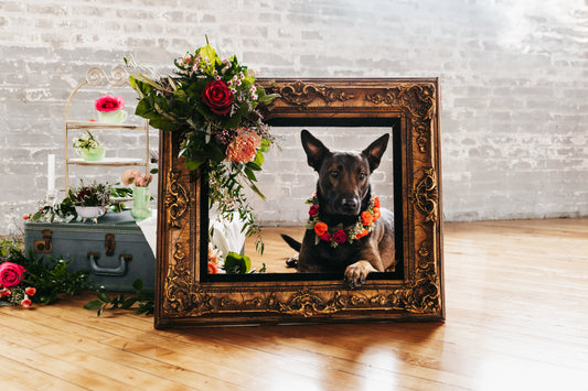Pet Adornments