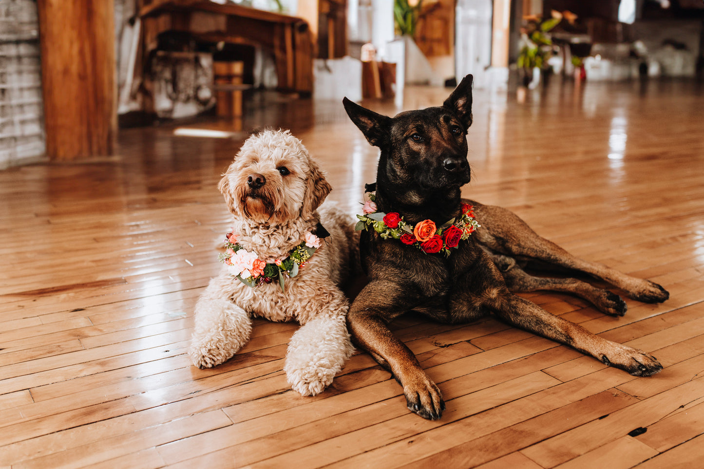 Pet Adornments